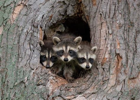 Young Raccoons Stock Photo Image Of Animal Friends 21864892