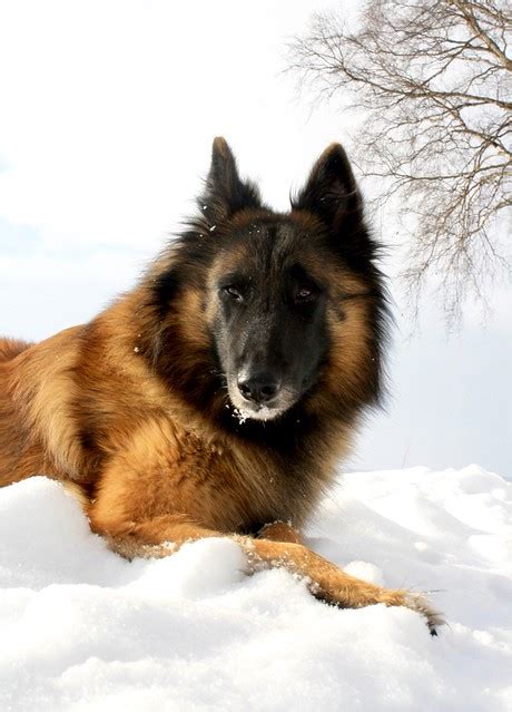 Belgian Laekenois Pictures and Informations - Dog-Breeds.com