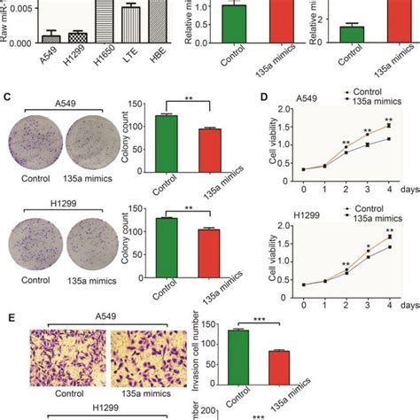 Mir 135a Inhibits Human Nsclc Cell Proliferation And Invasion In Vitro Download Scientific