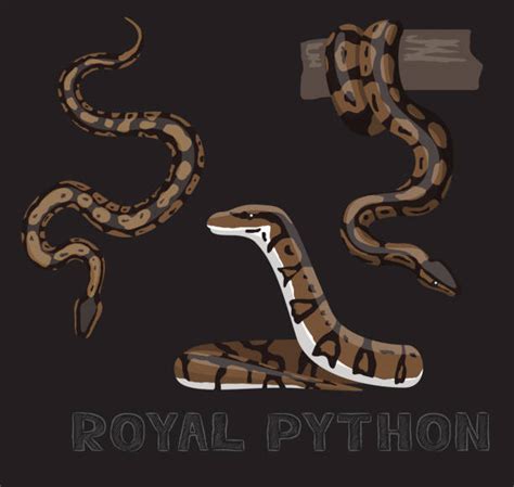 Ball Python Illustrations Royalty Free Vector Graphics And Clip Art Istock