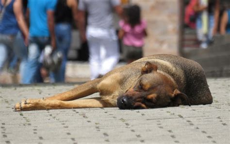 Estudio En Chile Hay 125 Millones De Gatos Y Perros Con Dueño Y Otros