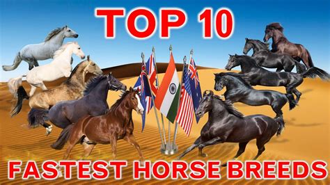 Top 10 Fastest Horse Breeds In The World Countrys Best Top Speed