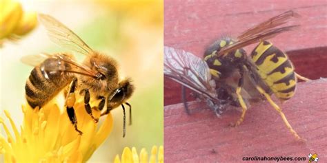 Honey bee vs Yellow Jacket - Comparison - Carolina Honeybees