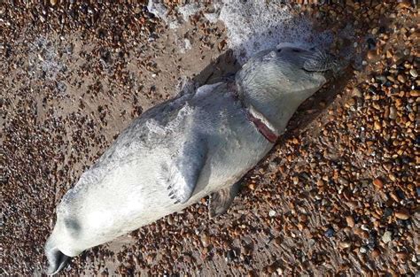 Dead Seal Found At Sandwich Bay Thought To Have Suffered Agonising