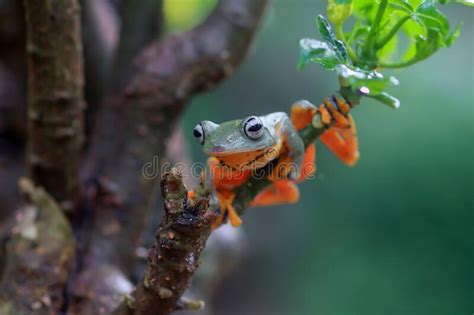 Flying Frog Closeup Face On A Twig Javan Tree Frog Hanging On Green