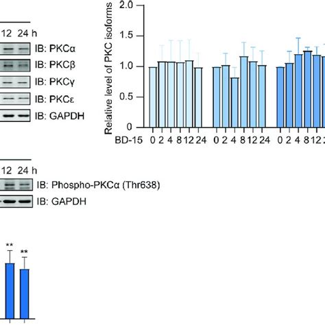 The Effect Of Bd On Pkc Expression And Phosphorylation A Western