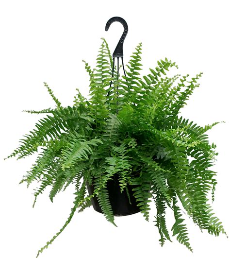 Boston Fern Hanging Houseplant Basket Chelsea Garden Center