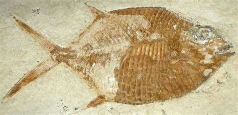 Gyrodus Sp Fossil Fish Solnhofen Limestone Upper Jurassic Bavaria