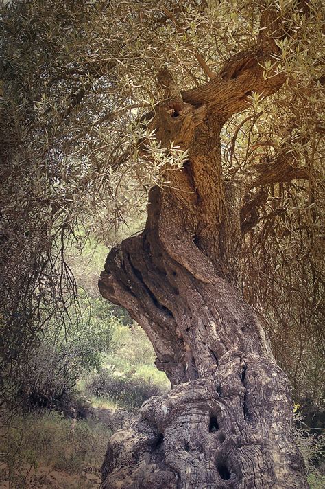 Banco De Imagens Rvore Natureza Floresta Rocha Regi O Selvagem