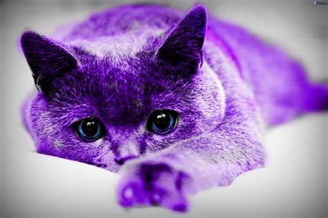 Download Vibrant Purple Cat Resting Wallpaper