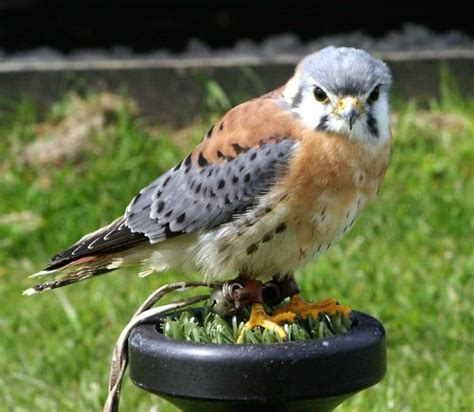 Pictures Of The Cornish Birds Of Prey Centre