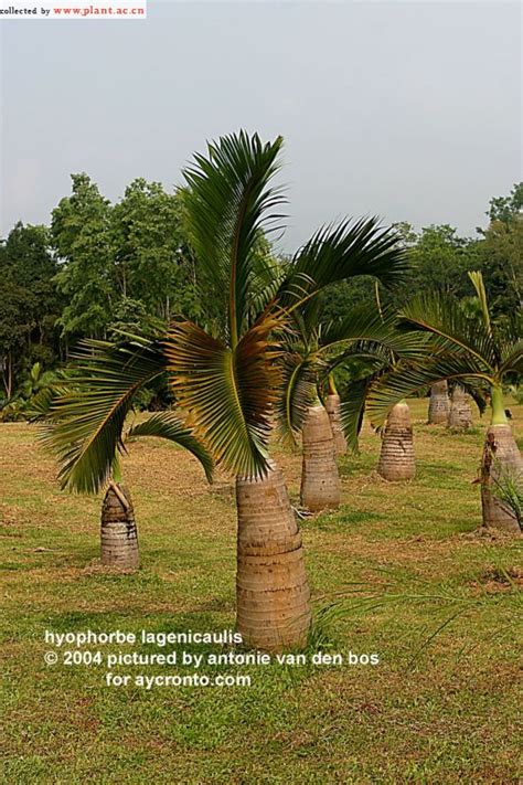 Hyophorbe Lagenicaulis Bailey Mooremascarena Revaughanii