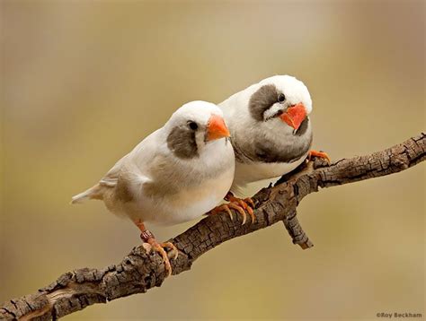 The Fawn Cheek Zebra Finch Zebra Finch Finches Bird Pet Birds