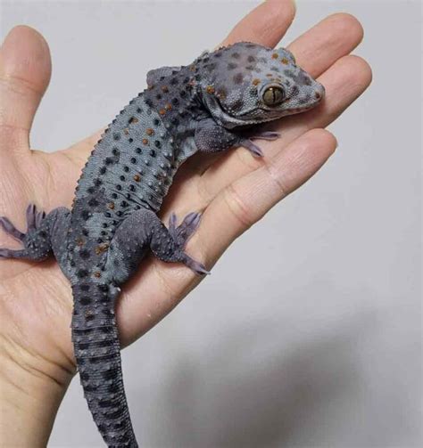 Keeping And Breeding The Tokay Gecko Reptiles Magazine