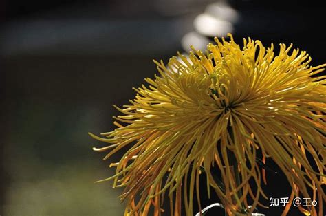 菊花的品种 常见的10种菊花 知乎