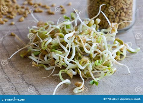 Sprouted Fenugreek, With Dry Fenugreek Seeds In The Background Stock Photo - Image of indoor ...