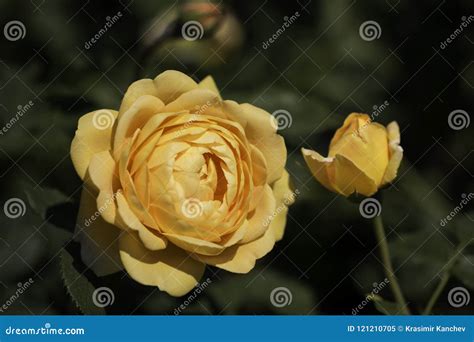 Close Up Of Yellow Hybrid Tea Rose Stock Image Image Of Aroma Bloom