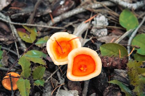 Orange Mushroom Fungi Free Photo On Pixabay Pixabay