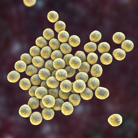 Bacteria Methicillin Resistant Staphylococcus Aureus Mrsa Stock