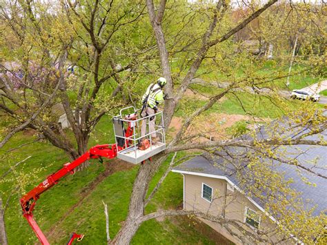 The Certified Arborists At Titan Arbor Care Are Experts At Tree Pruning And Removal But The