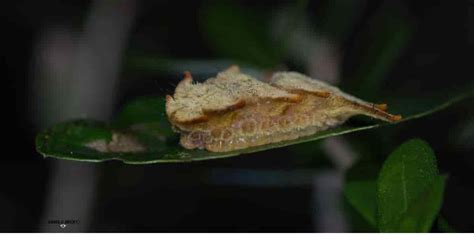 What Is A Hag Moth? Is It Safe? - ReportWire