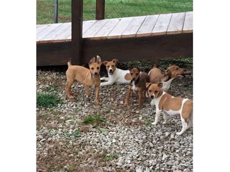 Registered Mountain Feist Puppies In Vanceburg Puppies For Sale Near Me