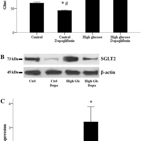 Cell Necrosis And Apoptosis And The Effect Of Dapagliflozin Ldh