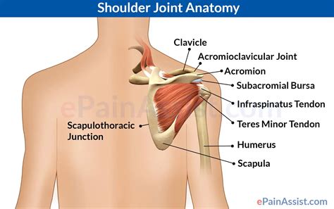 Shoulder Joint Anatomy|Skeletal System|Cartilages|Ligaments|Muscles|Tendons