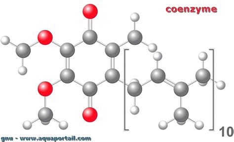 Coenzyme Définition Illustrée Et Explications