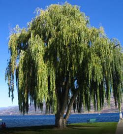 Vegetation and Animals - Humid Continental