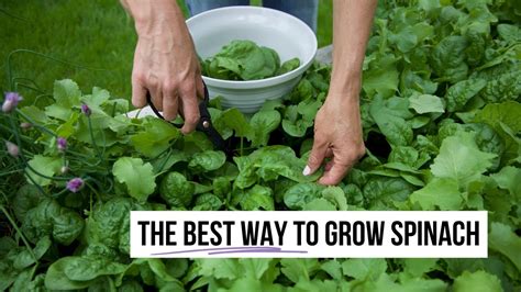 How To Plant Spinach From Seed In Wintergardening In Five Minutes