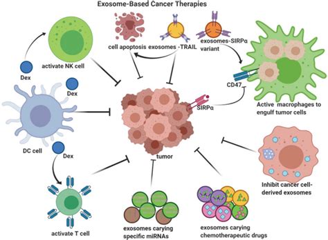 Mesenchymal Stem Cells Derived Secretome And Extracellular Vesicles