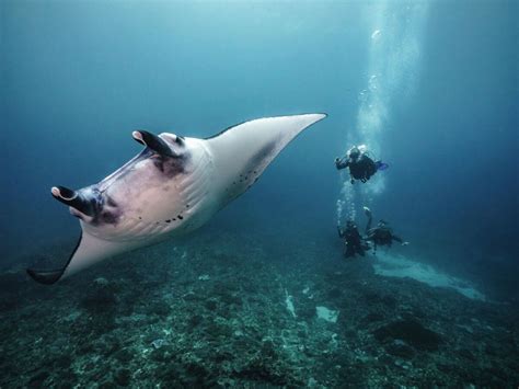 7 Rare Ocean Animals: Where to See Incredible Marine Species