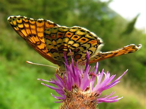 Veldparelmoervlinder Vlinders Natuur Dichtbij