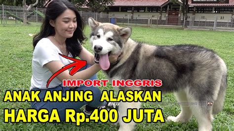 Jual Anak Anjing – newstempo