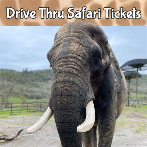 Wildlife Safari Drive Thru Safari: See Over 550 Animals