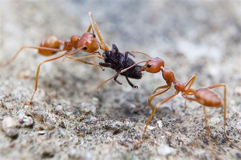 Fighting ants by brown-dog, via Flickr