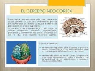 Las Relaciones Humanas Y El Cerebro Triuno Ppt