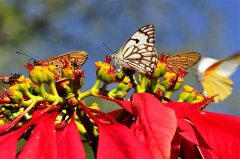 The most curious Christmas traditions in Africa - ONLYONE AFRICA