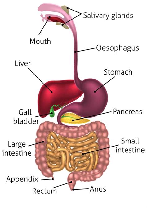 Disconnected Digestion What Causes It Pivotal Chiropractic