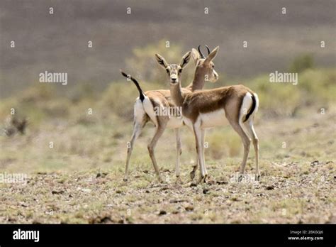 Altay China S Xinjiang Uygur Autonomous Region Th June