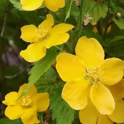 Kerria Japonica Golden Guinea 3L Cowell S Garden Centre Woolsington