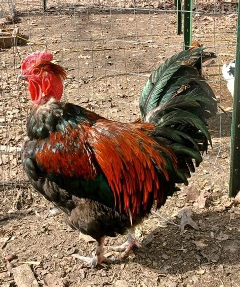 NAKED NECK OLIVE EGGER CHICKEN HATCHING EGGS NPIP TURKEN TYPE