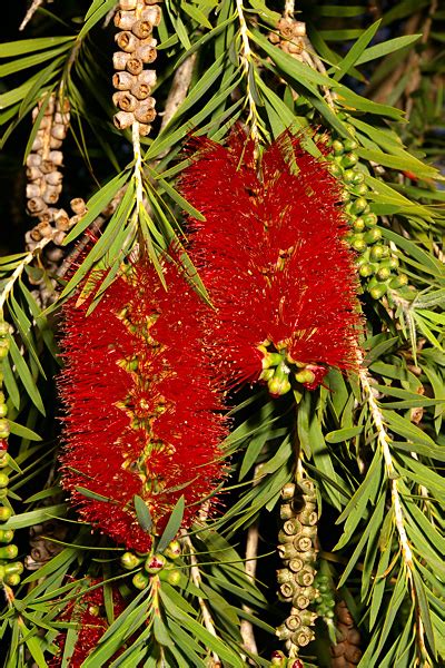 Callistemon Viminalis Syn Melaleuca Viminalis Australian Native