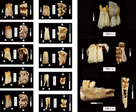 Cattle Teeth From Tdb 1 To Tdb 6 And Sheepgoat Teeth From Tdb 7 To