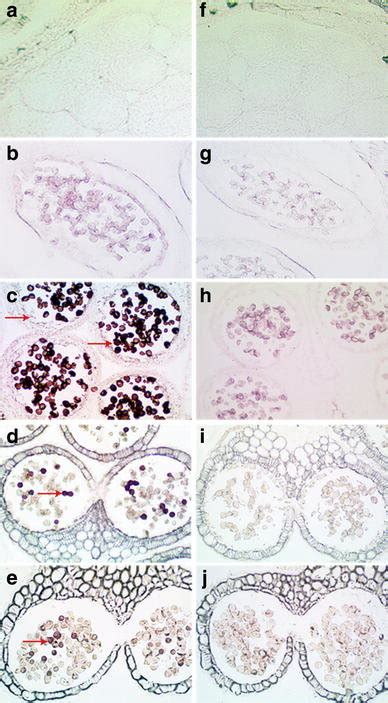 RNA In Situ Hybridization Of Bra002004 In Fertile Buds At Different