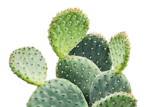 Prickly Pear Cactus Pngs For Free Download