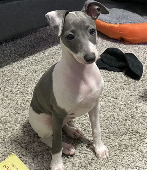 Italian Greyhound Breed And 10 Facts You Need To Know