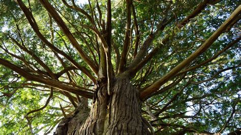 El Gran Abuelo es el Árbol más viejo del mundo y está en Chile Rock Pop