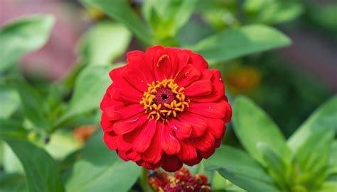 Premium Photo | Closeup of Zinnia flower in the garden